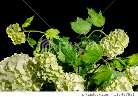 Blooming white viburnum on a black background Blooming white viburnum on a black background 115457651