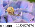 一隻蝸牛在繡球花的花瓣上伸出角 115457679