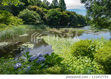 Kanagawa Prefectural Mitsuike Park in Tsurumi Ward, Yokohama City 115457755