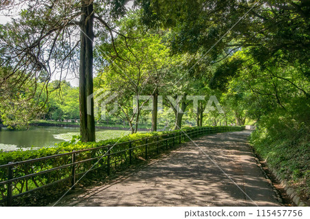 橫濱市鶴見區神奈川縣立三池公園 橫濱市鶴見區神奈川縣立三池公園 115457756