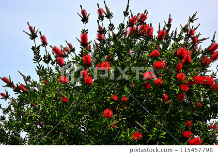 Brush tree Brush tree 115457798