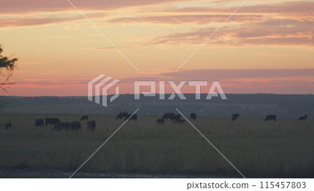 Animals concept. Cow walking along a green grassy meadow field. Angus cattle. Static. Animals concept. Cow walking along a green grassy meadow field. Angus cattle. Static. 115457803