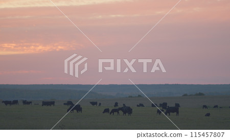 Black cow grazing on a grass field. Cows grazing livestock industry. Static. 115457807