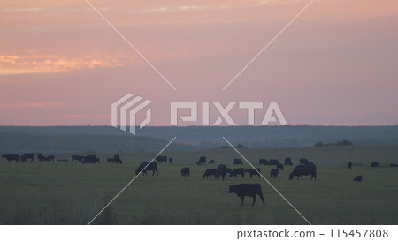 Black angus cattle grazing on a green grass pasture. Grass fed organic beef. Cow in pasture. Static. Black angus cattle grazing on a green grass pasture. Grass fed organic beef. Cow in pasture. Static. 115457808