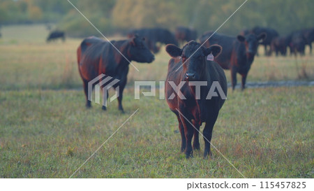 Cows eating grass on beautiful field. Black cow eating fresh spring grass. Selective focus. 115457825