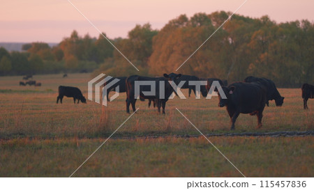 Animals concept. Cow walking along a green grassy meadow field. Sunset on countryside. Selective focus. 115457836