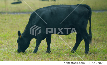 Black cows grazing on a green pasture. Black cow stands on a green meadow and eats grass. Selective focus. Black cows grazing on a green pasture. Black cow stands on a green meadow and eats grass. Selective focus. 115457873