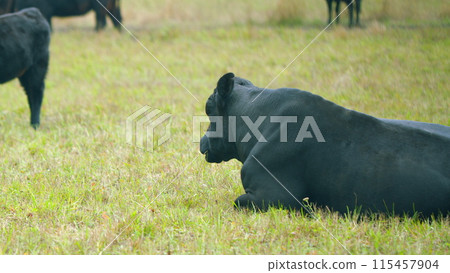 Black bull. Dark cow on an summer pasture. Black cow grazing green herb at meadow. Selective focus. Black bull. Dark cow on an summer pasture. Black cow grazing green herb at meadow. Selective focus. 115457904