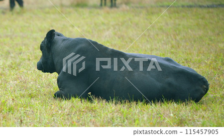 Black bull. Cows at pasture. Green field background with animal eating grass. Selective focus. 115457905