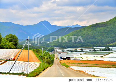 長野縣川上村生菜田景（長野縣川上村）[2024.6] 115457920