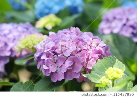 hydrangea hydrangea 115457950