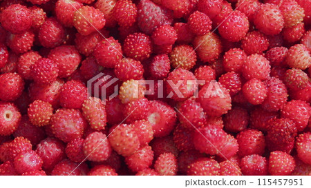 Wild berry red strawberries. Fresh heap of ripe wild strawberries. Close up. 115457951