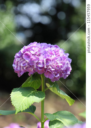  hydrangea 115457959