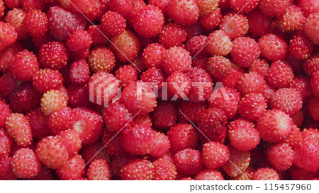 Sweet and fragrant berry. Forest tasty berry harvest. Close up. 115457960