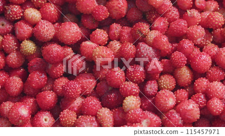 Lots of berries. Wild strawberries. Red small berries from wild forest. Close up. Lots of berries. Wild strawberries. Red small berries from wild forest. Close up. 115457971