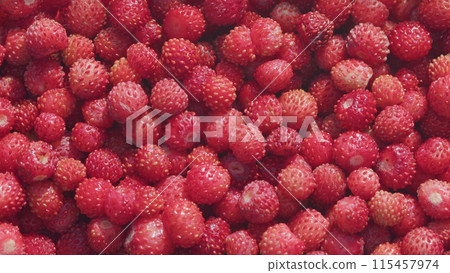 Fresh and ripe, juicy strawberries. Forest red wild strawberry. Close up. 115457974
