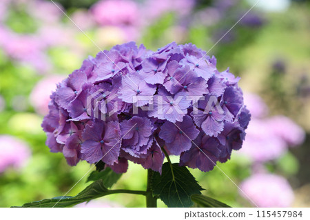  hydrangea 115457984