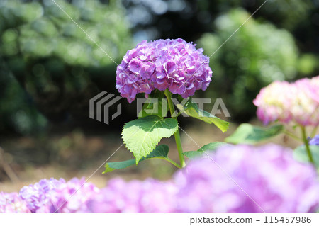  hydrangea 115457986