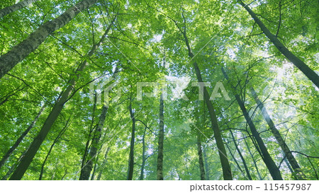 Warm sunbeams illuminating tree trunks and shrubs. Light rays break through deciduous tree fooliage. Wide shot. 115457987