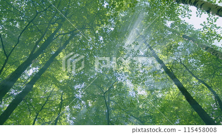 Morning sun beams in summer wild forest. Nature composition and ecotourism. Wide shot. 115458008