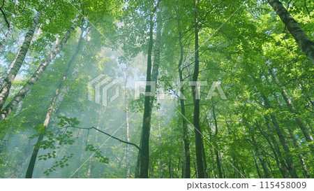 Sun beams through trees branches in dense green forest. Ecology and pure nature concept. Wide shot. 115458009