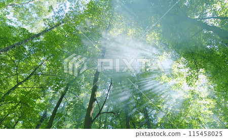 Forest with sun. Leaves othe trees in park on green summer background. Beautifull sunrise in forest. Wide shot. 115458025