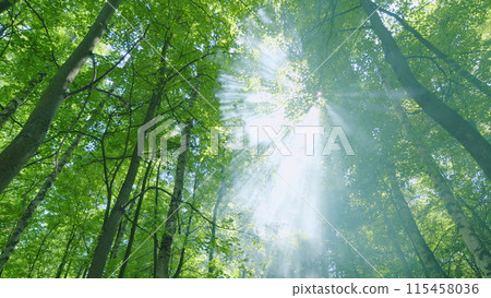 Rays of sunlight and green forest. Tree branches and sun beams coming through fog. Wide shot. 115458036