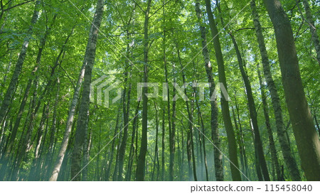 Nature green wood sunlight backgrounds. Magnificent sunrise in forest. Wide shot. 115458040