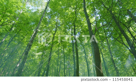 Summer time. Light rays break through deciduous tree fooliage. Beautiful green clean environment nature. Wide shot. 115458041