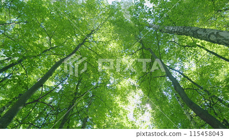 Beautiful green forest. Powerful trees and summer colours. Morning sun rays shining in mist. Wide shot. Beautiful green forest. Powerful trees and summer colours. Morning sun rays shining in mist. Wide shot. 115458043