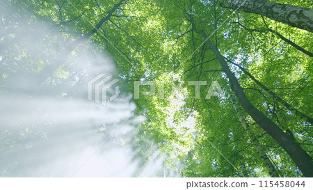 Sunny magical forest in rays of rising sun in morning time. Warm bright sunbeam star illuminating trunks. Wide shot. Sunny magical forest in rays of rising sun in morning time. Warm bright sunbeam star illuminating trunks. Wide shot. 115458044