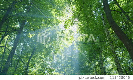 Forest trees and sun fading through woods. Calm and relaxed nature background. Wide shot. Forest trees and sun fading through woods. Calm and relaxed nature background. Wide shot. 115458046