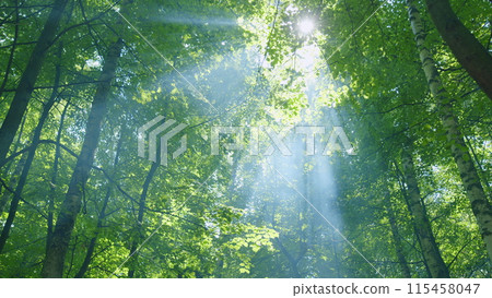 Warm sunbeams illuminating tree trunks and shrubs. Light rays break through deciduous tree fooliage. Wide shot. Warm sunbeams illuminating tree trunks and shrubs. Light rays break through deciduous tree fooliage. Wide shot. 115458047