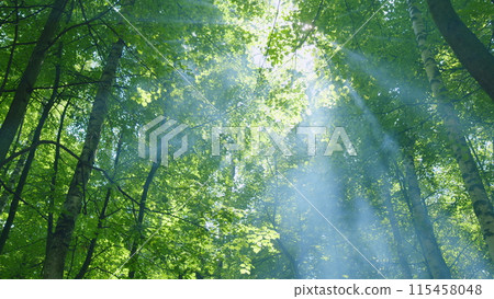Summer sun rays shimmer. Forest at sunrise on a summers day with light flickering through leaves. Wide shot. Summer sun rays shimmer. Forest at sunrise on a summers day with light flickering through leaves. Wide shot. 115458048