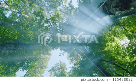 Spring forest trees. Vivid scenery of beautiful sunlight in a lush green forest. Wide shot. 115458052