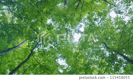 Sun beams through trees branches in dense green forest. Ecology and pure nature concept. Wide shot. Sun beams through trees branches in dense green forest. Ecology and pure nature concept. Wide shot. 115458055