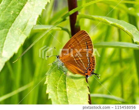A red copper butterfly in the grass 115458056
