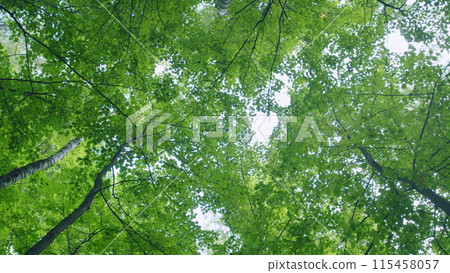 Environmental conservation. Beautiful nature at morning in misty spring forest with sun rays. Wide shot. Environmental conservation. Beautiful nature at morning in misty spring forest with sun rays. Wide shot. 115458057