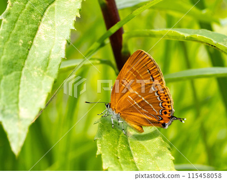 A red copper butterfly in the grass A red copper butterfly in the grass 115458058