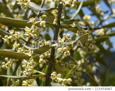 Olive flowers 115458067