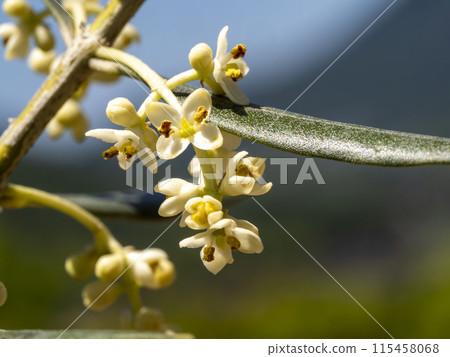 Olive flowers 115458068