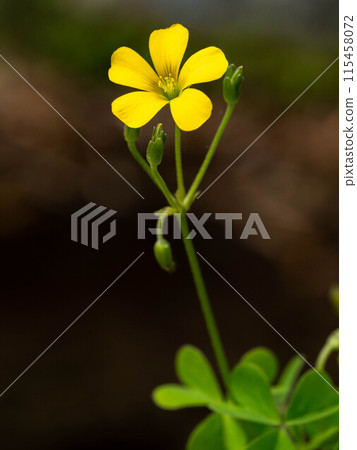Yellow woodsorrel flower 115458072