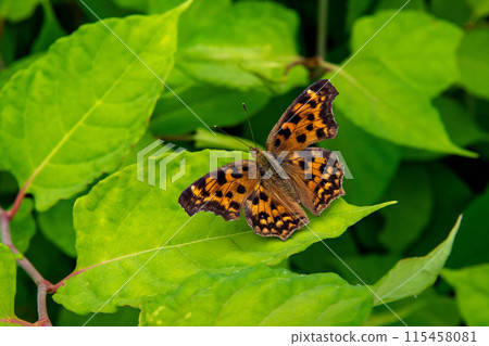 Northern Admiral Butterfly on a Japanese Knotweed Leaf Northern Admiral Butterfly on a Japanese Knotweed Leaf 115458081
