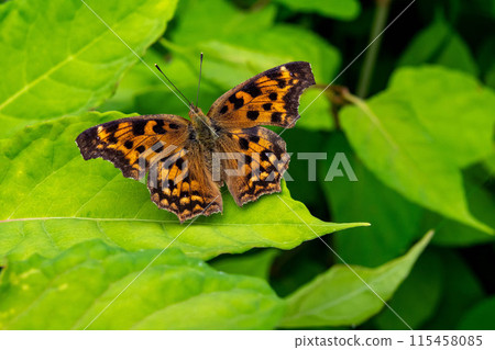 Northern Admiral Butterfly on a Japanese Knotweed Leaf Northern Admiral Butterfly on a Japanese Knotweed Leaf 115458085