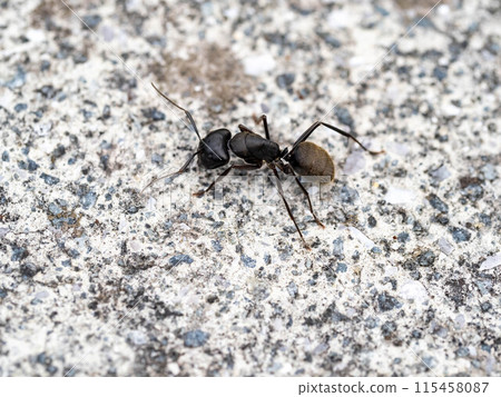 Black carpenter ant on concrete Black carpenter ant on concrete 115458087
