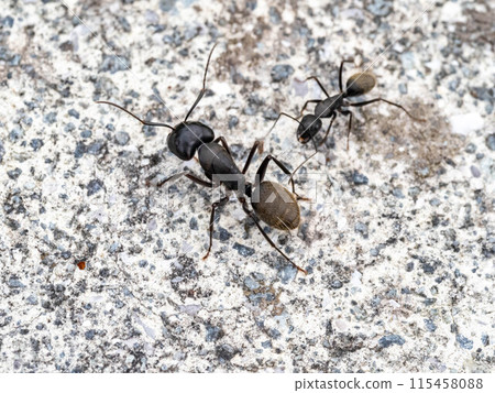 Black carpenter ant on concrete 115458088