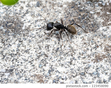 Black carpenter ant on concrete 115458090