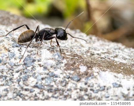 Black carpenter ant on concrete Black carpenter ant on concrete 115458095