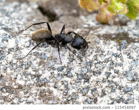 Black carpenter ant on concrete Black carpenter ant on concrete 115458097