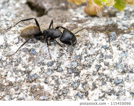 Black carpenter ant on concrete Black carpenter ant on concrete 115458098